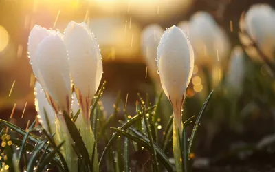 Close White Crocus Flowers Nature Wallpaper 4K 2560x1600 Close-up, Of, White, Crocus, Flowers, Covered, In, Water, Drops, Warm, Glowing, High-definition, Gray, Ultrawide, QHD