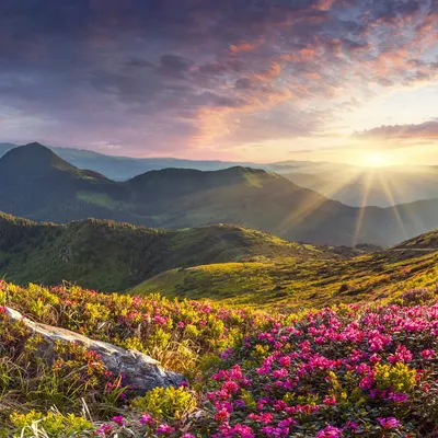 Nature Landscape Mountains Flowers Nature Wallpaper 4K 1600x1600