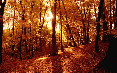Scenic Autumn Forest Sunlight Streaming Nature Wallpaper 4K 1920x1200 Hd, Desktop, Wallpaper:, Featuring, A, Scenic, Autumn, Forest, Sunlight, Streaming, Through, Trees, Brown, Ultrawide, Full HD