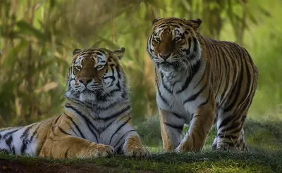 Bold Two Wallpaper Abstract Wallpaper 4K 2560x1579 Hd, Pc, Desktop, Wallpaper, Featuring, Two, Majestic, Tigers, Natural, Green, Forest, Setting, Brown, Ultrawide, QHD