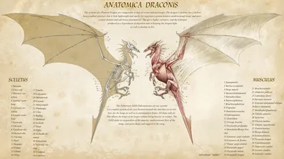 Depicting Anatomical Illustration Dragons Presented Fantasy Wallpaper 4K 1920x1080 Hd, Desktop, Wallpaper, Depicting, An, Anatomical, Illustration, Of, Dragons, Presented, Vintage, Style, White, Ultrawide, Full HD