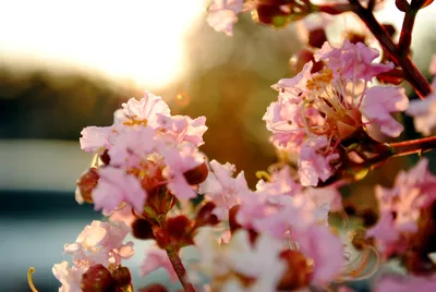Sleek Pastel Wallpaper Nature Wallpaper 4K 1936x1296 Hd, Desktop, Wallpaper:, Featuring, Pastel, Pink, Cherry, Blossoms, Sakura, Full, Bloom, Warm, White, Landscape, Full HD