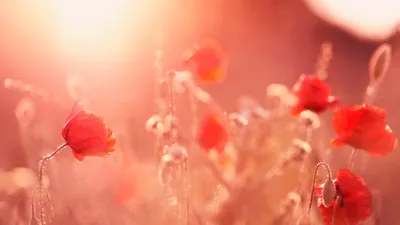 Anime Wallpaper 1918x1078 Abstract Wallpaper 4K 1918x1078 Ultrawide