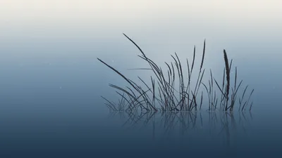 Nature Plant Nature Nature Wallpaper 4K 1920x1080 Nature, Plant, Hd, Desktop, Wallpaper, Background, Image, White, Ultrawide, Full HD
