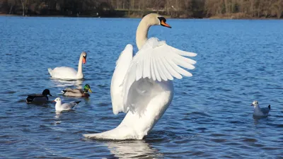 Moody Mute Wallpaper Animals Wallpaper 4K 3840x2160 A, Mute, Swan, Spreads, Its, Wings, Gracefully, On, Calm, Lake, Surrounded, Other, Gray, Pink, Ultrawide, 4k