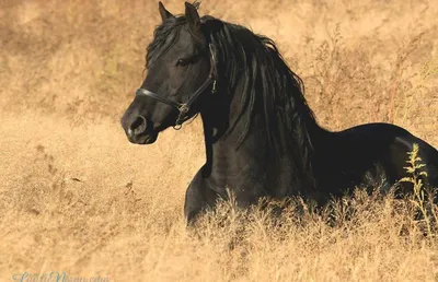 Majestic Black Horse Lying Animals Wallpaper 4K 1469x946 Hd, Desktop, Wallpaper, Featuring, A, Majestic, Black, Horse, Lying, Field, Tall, Golden, Gray, Ultrawide