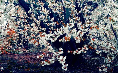 Blossoming Tree Forest Wallpaper 4K, Nature category