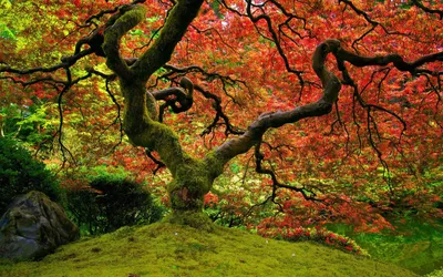 Capturing Vibrant Fall Wallpaper 4K, Nature category