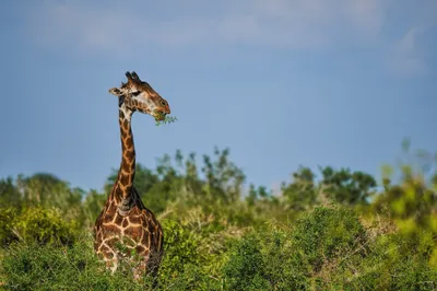 Calm Animal Wallpaper Wallpaper 4K, Animals category