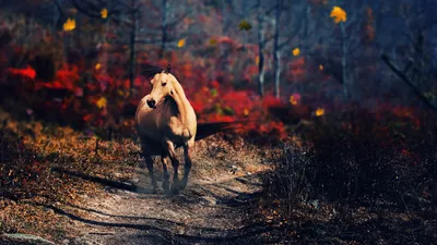 Bold Horse Wallpaper Nature Wallpaper 4K 2560x1440 Hd, Desktop, Wallpaper, Of, A, Horse, Galloping, Along, Forest, Path, Amidst, Vibrant, Gray, Brown, Ultrawide, QHD