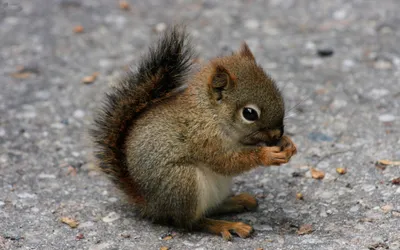 Vivid Cute Wallpaper Abstract Wallpaper 4K 2560x1600 Hd, Wallpaper, Featuring, A, Cute, Red, Squirrel, Sitting, Textured, Surface, Munching, Food, Gray, Ultrawide, QHD