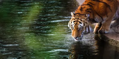 Serene Tiger Wallpaper Animals Wallpaper 4K 4831x2418 A, Tiger, Drinking, Water, From, Calm, River, Captured, High, Definition, Lush, Green, Gray, Orange, Ultrawide, 4k