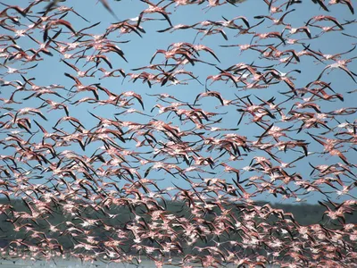 Dense Flock Flamingos Flight Nature Wallpaper 4K 1600x1200 Hd, Pc, Desktop, Wallpaper/background:, Of, A, Dense, Flock, Flamingos, Flight, Against, Clear, Gray, Landscape