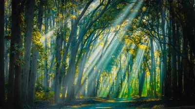 Sunbeams Filter Dense Forest Trees Wallpaper 4K, Nature category