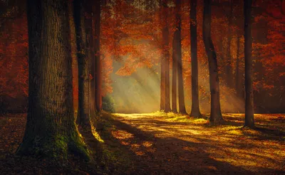 Radiant Serene Wallpaper Nature Wallpaper 4K 4752x2920 Hd, Desktop, Wallpaper, Featuring, A, Serene, Forest, Scene, Fall, Sunbeams, Filtering, Through, Brown, Ultrawide, 4k