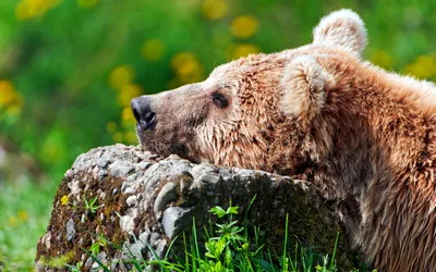 Sleepy Bear Abstract Abstract Wallpaper 4K 2560x1600 Sleepy, Bear, White, Gray, Ultrawide, QHD