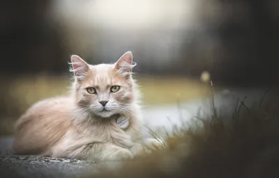 Close Cat Soft Fur Animals Wallpaper 4K 2048x1313 Hd, Desktop, Wallpaper, Featuring, A, Close-up, Of, Cat, Soft, Fur, Captured, Shallow, Gray, Ultrawide, Full HD
