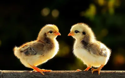 Two Cute Fluffy Baby Black/Dark Wallpaper 4K 1920x1200 Hd, Pc, Desktop, Wallpaper, Featuring, Two, Cute, Fluffy, Baby, Chicks, Facing, Each, Gray, Ultrawide, Full HD