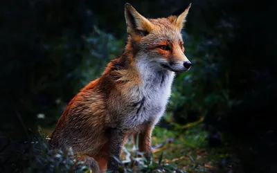 Definition Fox Sitting Animals Wallpaper 4K 1920x1200 A, High-definition, Image, Of, Fox, Sitting, In, Dark, Natural, Setting, Used, Desktop, Gray, Ultrawide, Full HD
