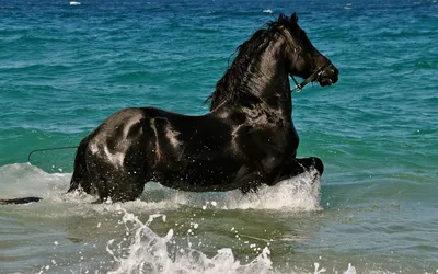 Radiant Majestic Wallpaper Animals Wallpaper 4K 1920x1200 Hd, Desktop, Wallpaper, Featuring, A, Majestic, Black, Horse, Running, Through, Turquoise, Waves, Brown, Gray, Ultrawide, Full HD