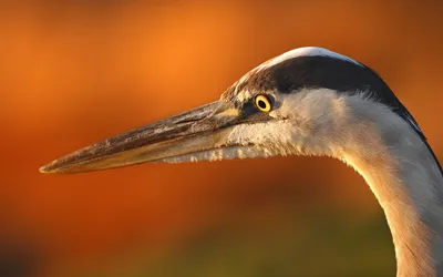 Vivid Animal Wallpaper Animals Wallpaper 4K 1920x1200 Animal, Bird, Hd, Desktop, Wallpaper, Background, Image, Orange, Ultrawide, Full HD