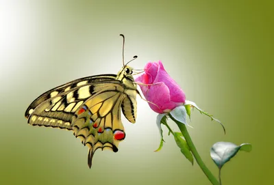 Vibrant Swallowtail Butterfly Animals Wallpaper 4K 2775x1883 A, Vibrant, Swallowtail, Butterfly, Perched, On, Delicate, Pink, Rose, Surrounded, Soft, Green, Gray, Landscape, QHD