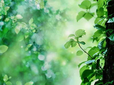 Dark Close Wallpaper Nature Wallpaper 4K 1600x1200 Close-up, Of, Lush, Green, Leaves, And, Branches, With, Soft-focus, Showcasing, Tranquil, Nature, Gray, Landscape