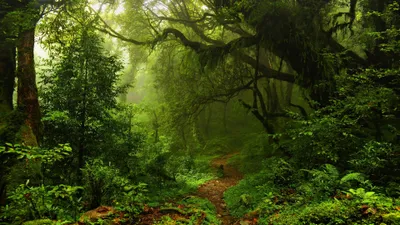 Lush Green Forest Bathed Soft Nature Wallpaper 4K 3840x2160 Lush, Green, Forest, Path, Bathed, In, Soft, Sunshine, Showcasing, Dense, Foliage, Natural, Brown, Gray, Ultrawide, 4k