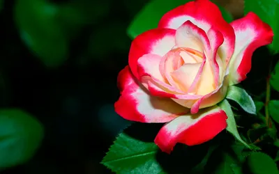 Misty Vibrant Wallpaper Nature Wallpaper 4K 1920x1200 A, Vibrant, Rose, In, Full, Bloom, Showcasing, Rich, Red, Cream, Petals, Against, Ultrawide, Full HD