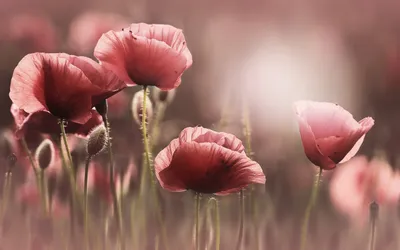Serene Delicate Pink Poppies Blooming Nature Wallpaper 4K 2560x1600 A, Serene, Hd, Wallpaper, Featuring, Delicate, Pink, Poppies, Blooming, Nature, Bathed, Soft, Gray, Brown, Ultrawide, QHD