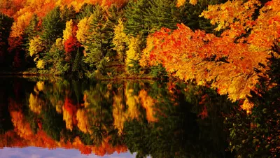 Vibrant Autumn Foliage Nature Wallpaper 4K 3841x2173 Vibrant, Autumn, Foliage, In, Shades, Of, Orange, And, Yellow, Reflects, Beautifully, Calm, Brown, Ultrawide, 4k