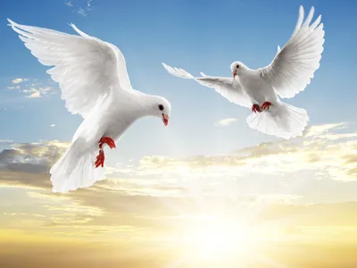 Two White Doves Flight Backdrop Wallpaper 4K, Nature category