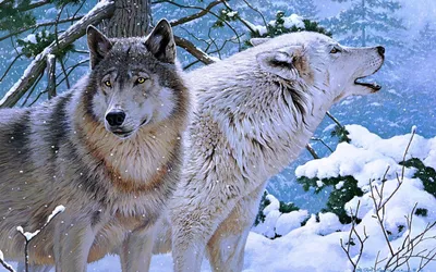 Two Wolves Snowy Wallpaper 4K, Nature category