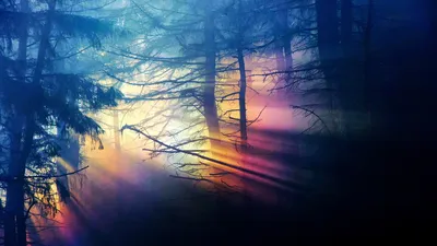 Sunbeams Filtering Misty Forest Nature Wallpaper 4K 1920x1080 Hd, Desktop, Wallpaper, Featuring, Sunbeams, Filtering, Through, A, Misty, Forest, Vibrant, Purple, Gray, Brown, Ultrawide, Full HD