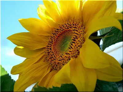 Vibrant Sunflower Full Wallpaper 4K, Nature category