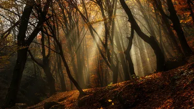 Fall Forest Tall Trees Nature Wallpaper 4K 2048x1152 Hd, Pc, Desktop, Wallpaper, Of, A, Fall, Forest, Tall, Trees, Golden, Brown, Gray, Ultrawide, Full HD