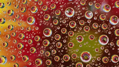 Flowers Bubbles Nature Nature Wallpaper 4K 1920x1080 Flowers, And, Bubbles, Brown, Red, Ultrawide, Full HD