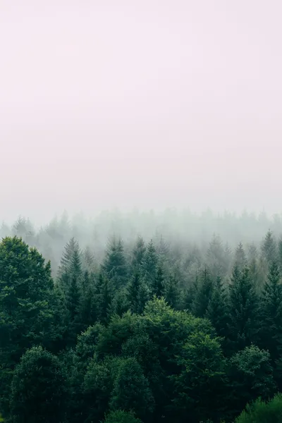 Foggy Forest Pictures Images Nature Wallpaper 4K 3000x4500