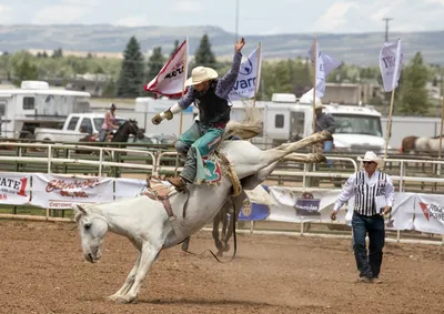 Capturing Rodeo Cowboy Expertly Wallpaper 4K, Animals category