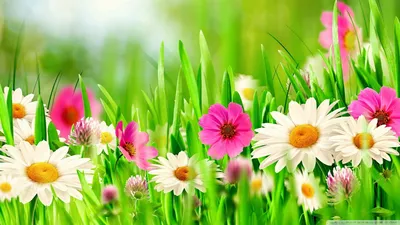 Bright Full Wallpaper Nature Wallpaper 4K 1920x1080