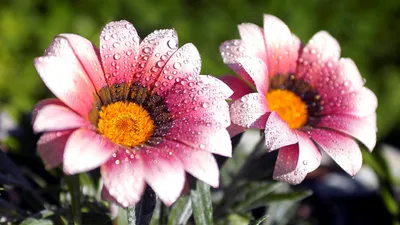 Misty Flowers Wallpaper Nature Wallpaper 4K 1920x1080