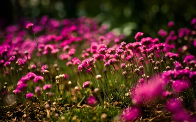 Nature Flower Nature Nature Wallpaper 4K 1920x1200