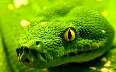 Crisp Close Wallpaper Abstract Wallpaper 4K 1920x1200 Close-up, Image, Of, A, Green, Python, With, Detailed, Scales, Serving, Desktop, Yellow, Pink, Ultrawide, Full HD