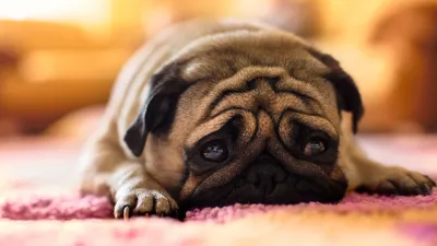 Close Pug Lying Abstract Wallpaper 4K 1920x1080 Hd, Desktop, Wallpaper, Featuring, A, Close-up, Shot, Of, Pug, Lying, Pink, Rug, White, Ultrawide, Full HD