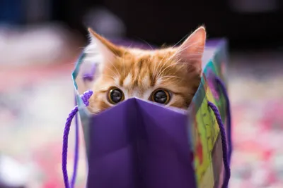 Orange Tabby Cat Animals Wallpaper 4K 2560x1708 Hd, Desktop, Wallpaper, Featuring, An, Orange, Tabby, Cat, Peeking, Playfully, Out, Purple, White, Landscape, QHD