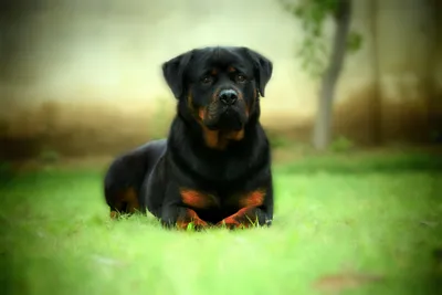 Rottweiler Lying Grass Softly Blurred Abstract Wallpaper 4K 3950x2633 Hd, Desktop, Wallpaper, Featuring, A, Rottweiler, Lying, On, Grass, Softly, Blurred, Green, White, Gray, Ultrawide, 4k