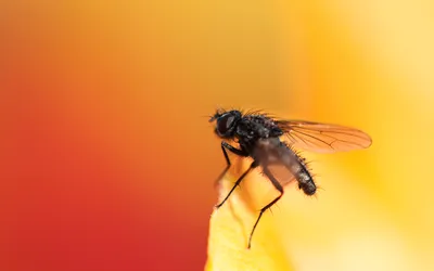 Golden Animal Wallpaper Animals Wallpaper 4K 2560x1600 Animal, Fly, Hd, Desktop, Wallpaper, Background, Image, Orange, Ultrawide, QHD