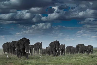 Large Elephant Herd Animals Wallpaper 4K 2048x1365 Large, Elephant, Herd, Gray, Ultrawide, Full HD