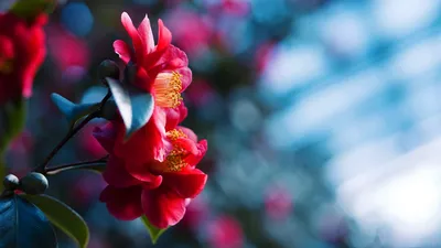 Vibrant Close Red Wallpaper 4K, Nature category