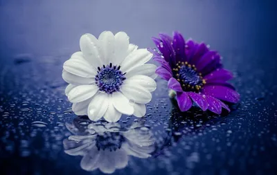 Calm Close Wallpaper Wallpaper 4K, Nature category